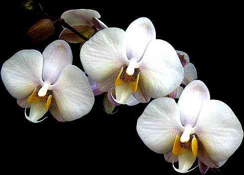 Phalaenopsis philippinensis 